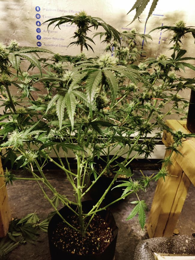 缅因州大麻屋出租 class=