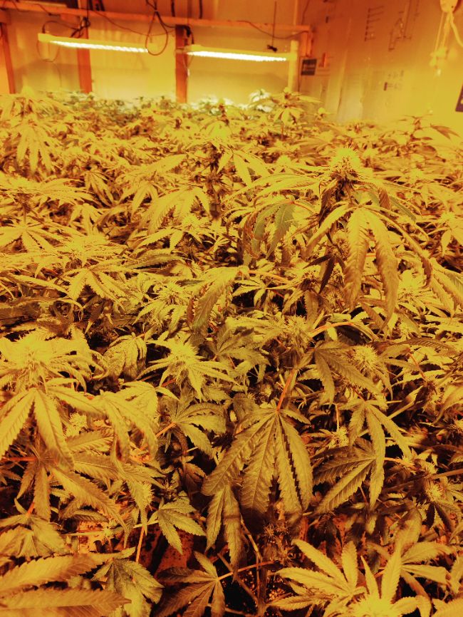 缅因州大麻屋出租 class=